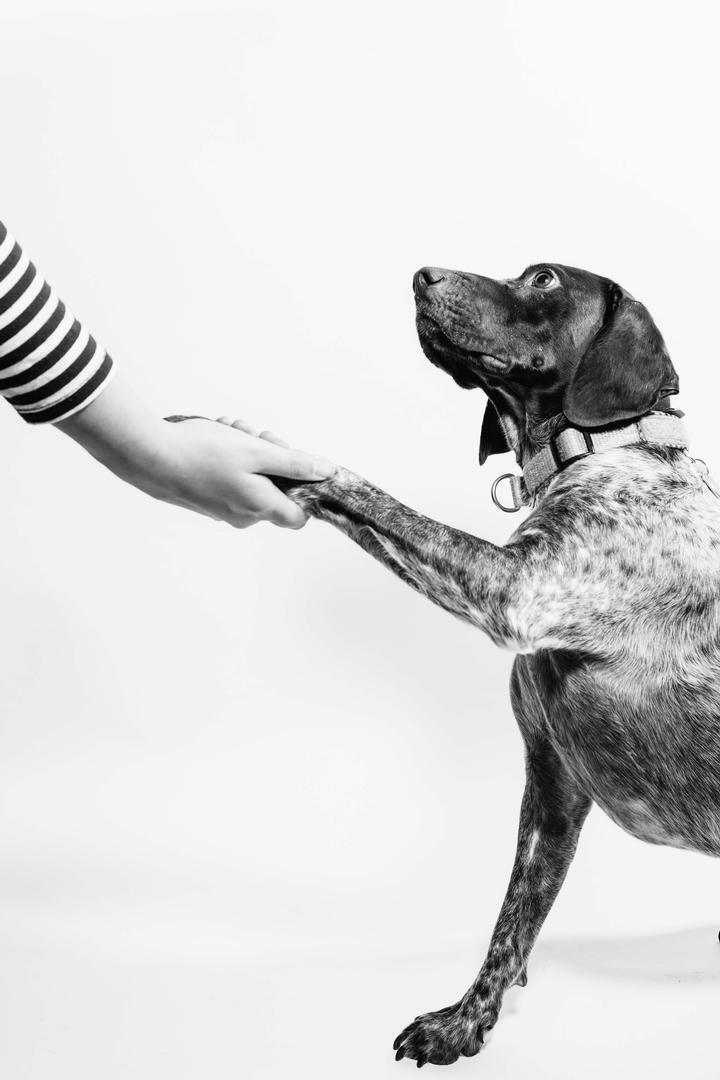 Dog shaking hand with owner