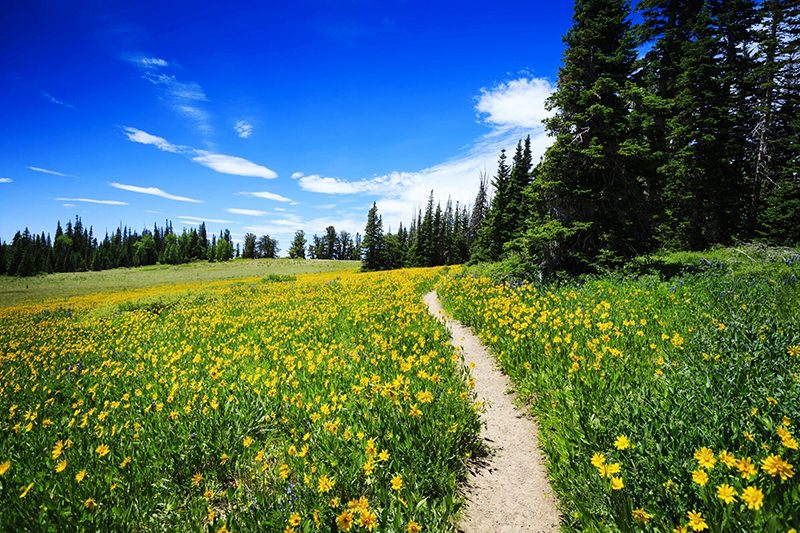 meadow with yellow flowers